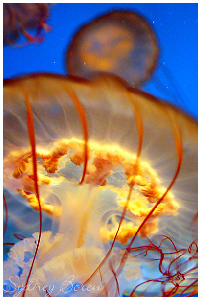 Jellyfish__Classic_by_DejaMort.jpg