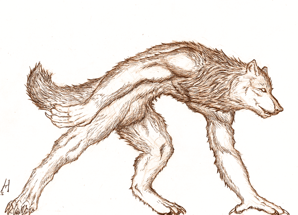 http://fc60.deviantart.com/fs41/i/2009/043/3/c/Werewolf_Inking_Practice_by_Howlitzer.png